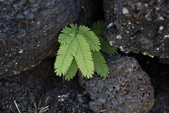 65-Prasat Ban Prasat (Nakhon Ratchasima)-023